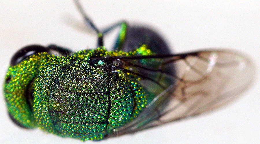 Blue-tailed Cuckoo Wasp (Chrysis sp ES01)