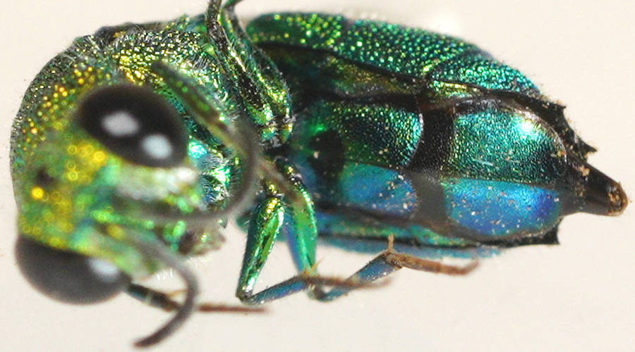 Blue-tailed Cuckoo Wasp (Chrysis sp ES02)