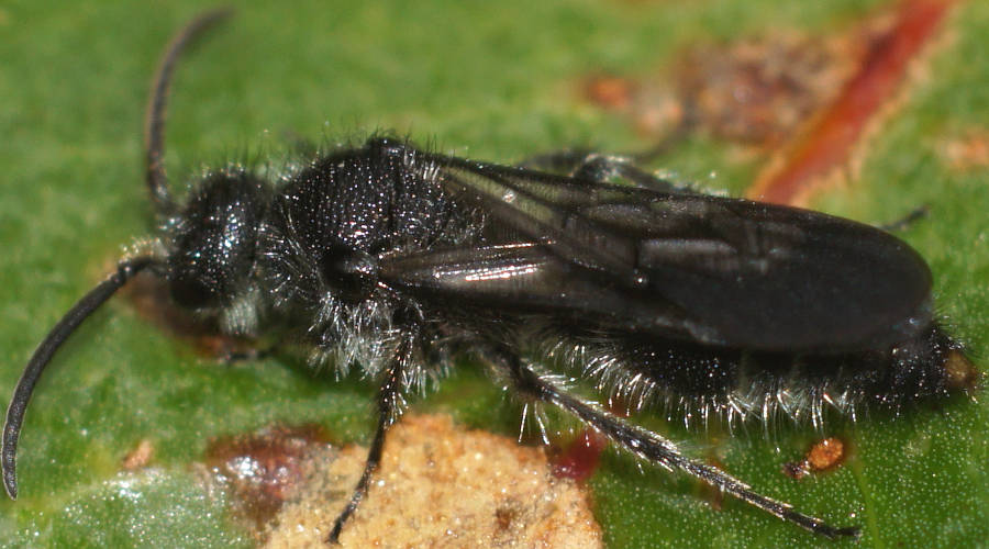 Black Velvet Ant (Dasymutillini sp ES03)