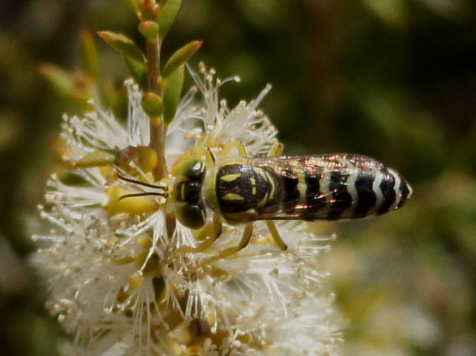 Sand Wasp (Bembix sp ES02)