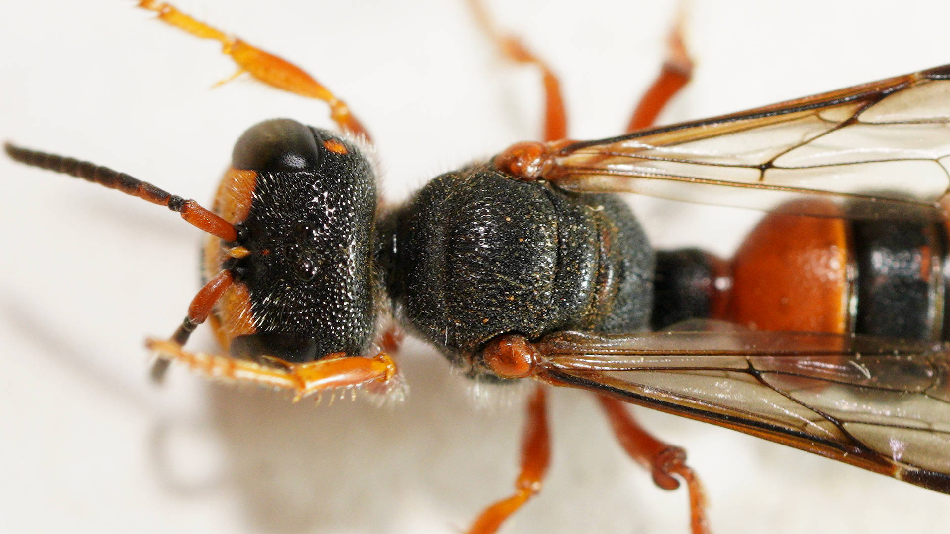 Orange Weevil Wasp (Cerceris sp ES03)