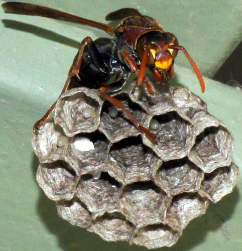 Southern Paper Wasp (Polistes humilis ssp humilis)
