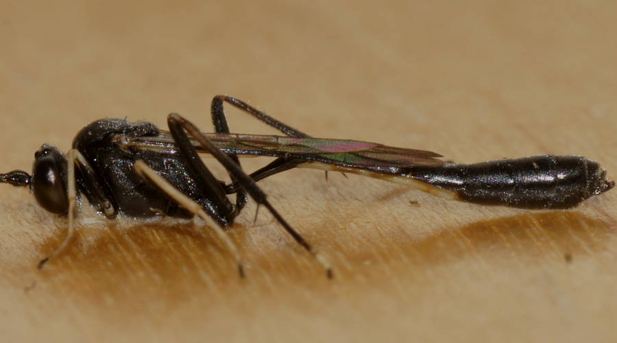 White-bellied Ichneumon Wasp (Campopleginae sp)