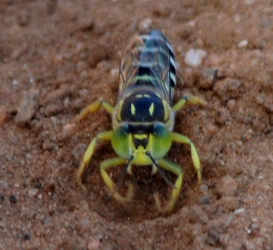 Sand Wasp (Bembix sp ES01)