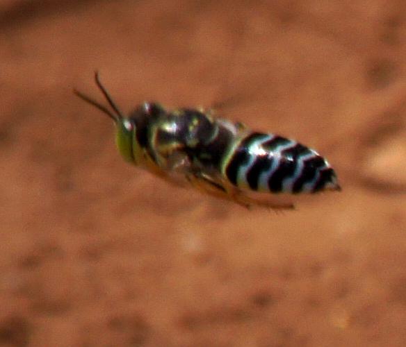 Sand Wasp (Bembix sp ES01)