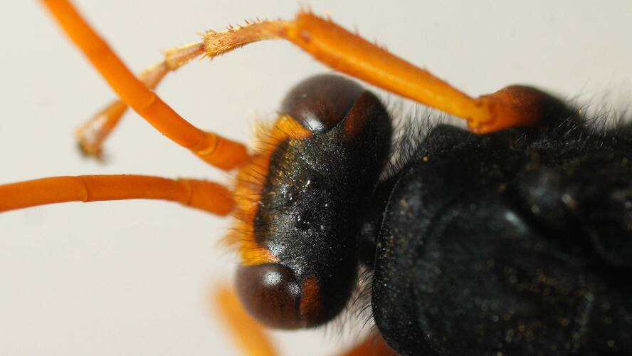 Two-coloured Orange Spider Wasp (Cryptocheilus bicolor)