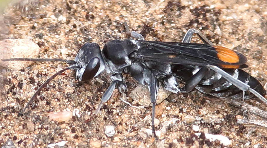 Spotted Spider Wasp (Calopompilus sp ES01)