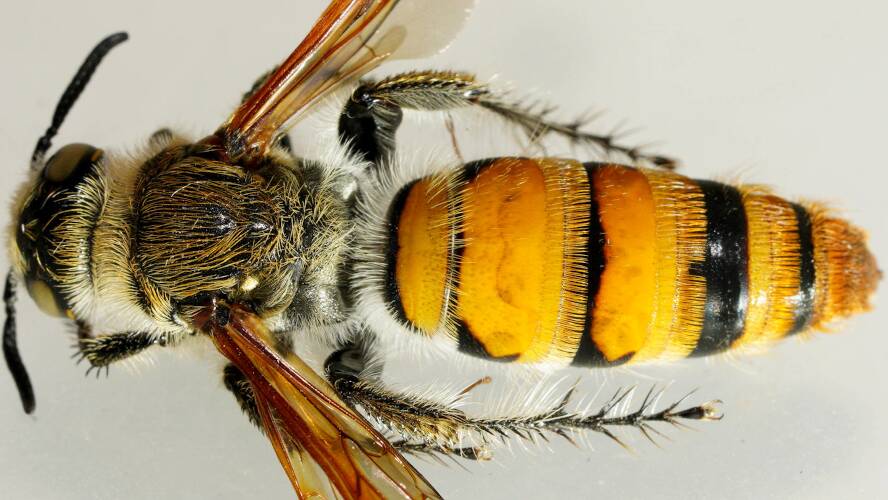Yellow Hairy Flower Wasp (Radumeris tasmaniensis)