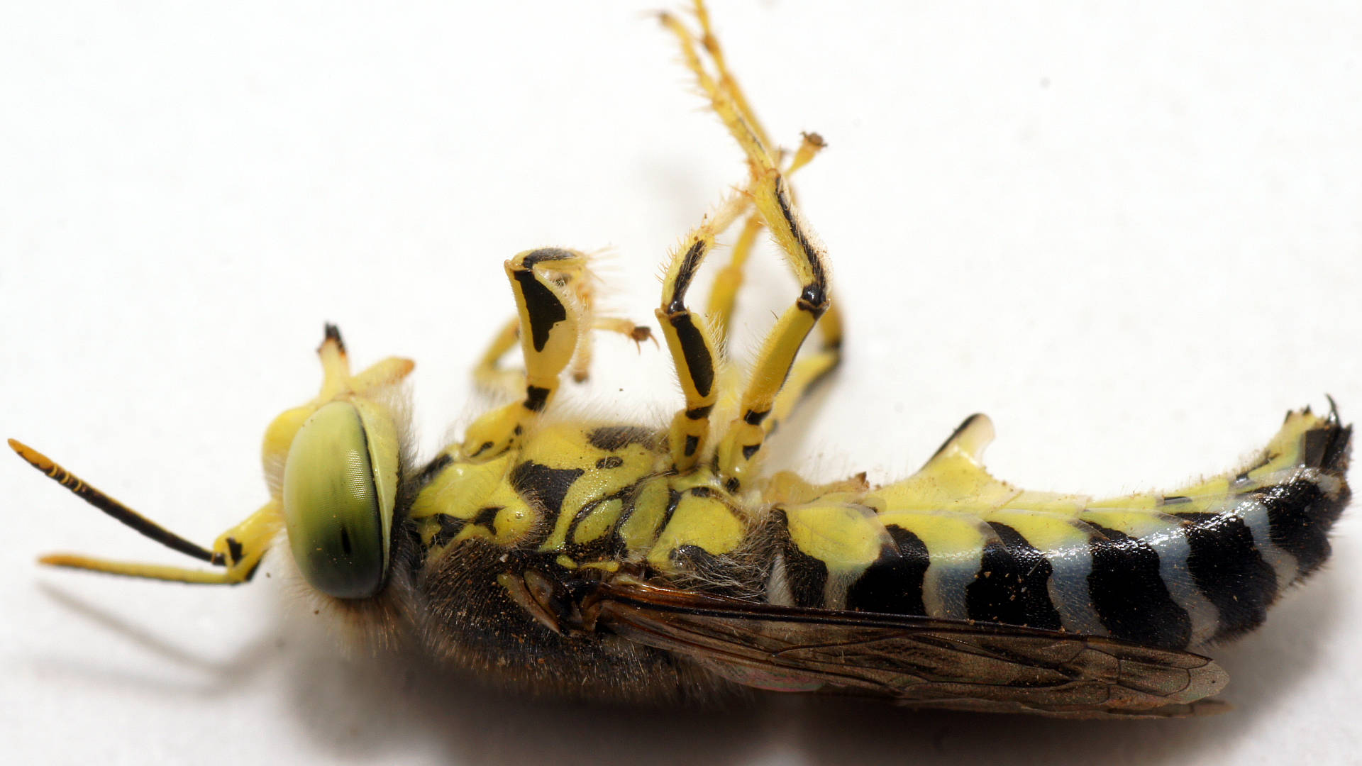 Sand Wasp (Bembix sp ES05)