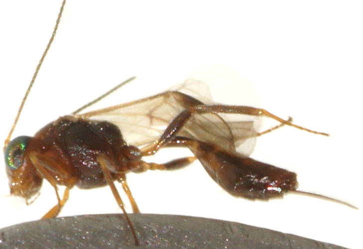 Green-eyed Parasitic Wasp (Euphorinae sp ES01)