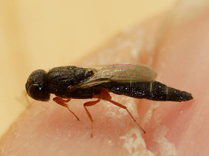 Small Black Parasitoid Wasp (Scelionidae sp)