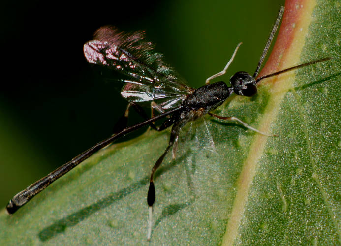 White-footed Gasteruptiid Wasp (Gasteruption sp ES01)