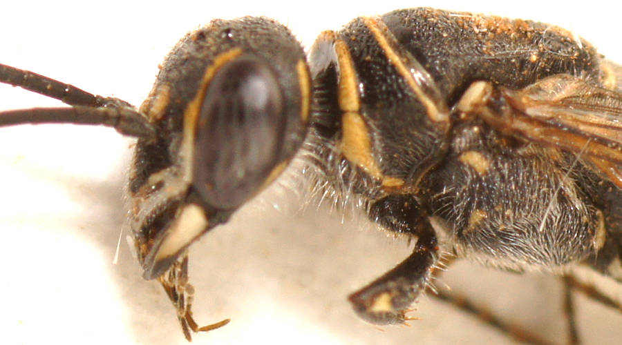 Gold-lined Flower Wasp (Aeolothynnus cf sp ES05)