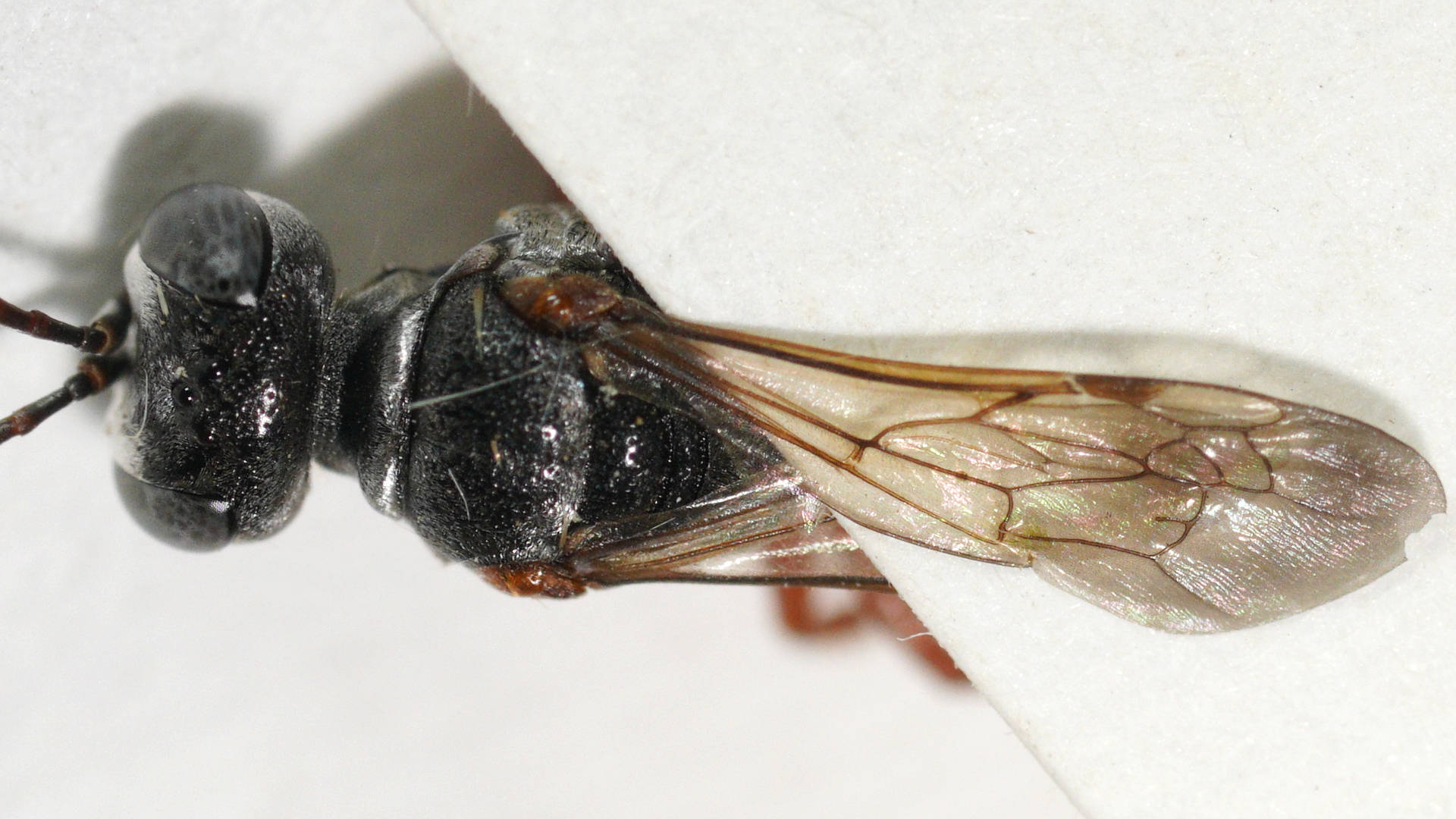 Black & Orange Wasp (Sphodrotes sp)