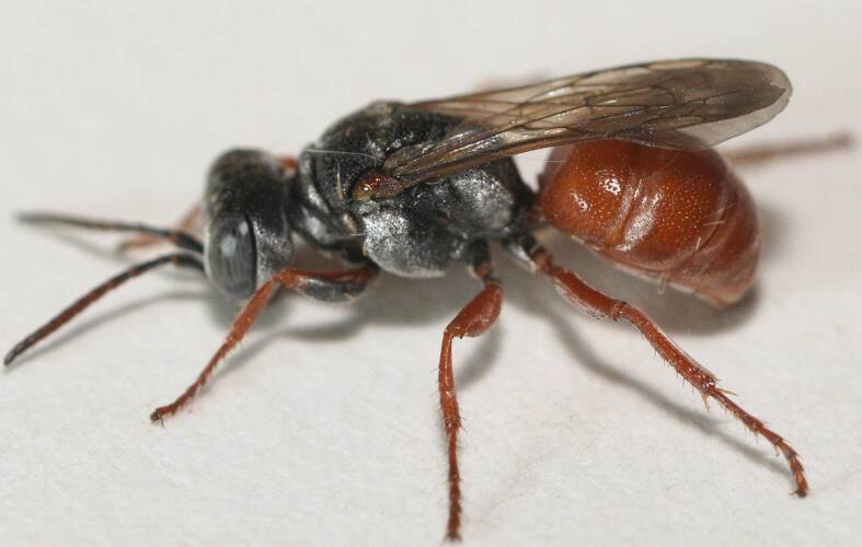 Black & Orange Wasp (Sphodrotes sp)