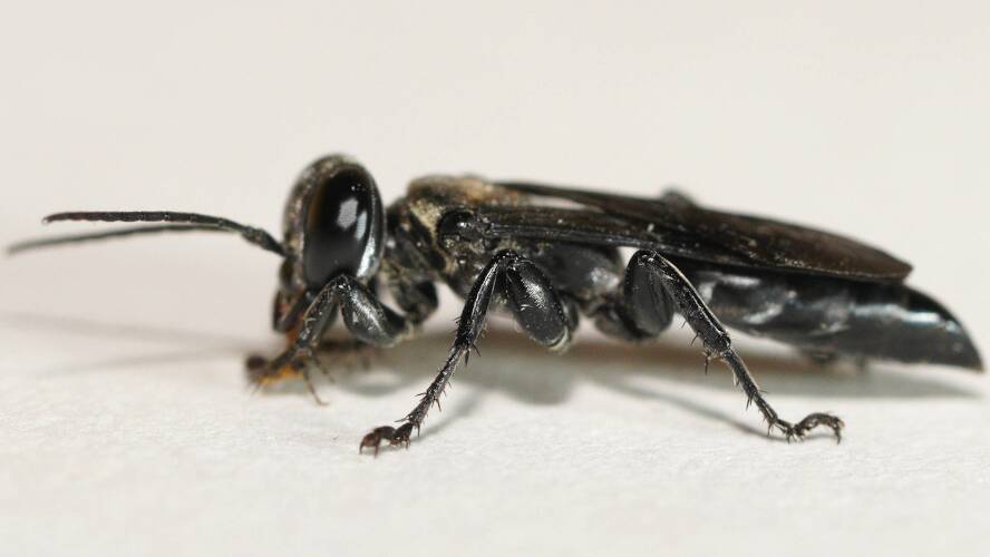 Fidgety Sand Wasp (Tachysphex sp ES04)