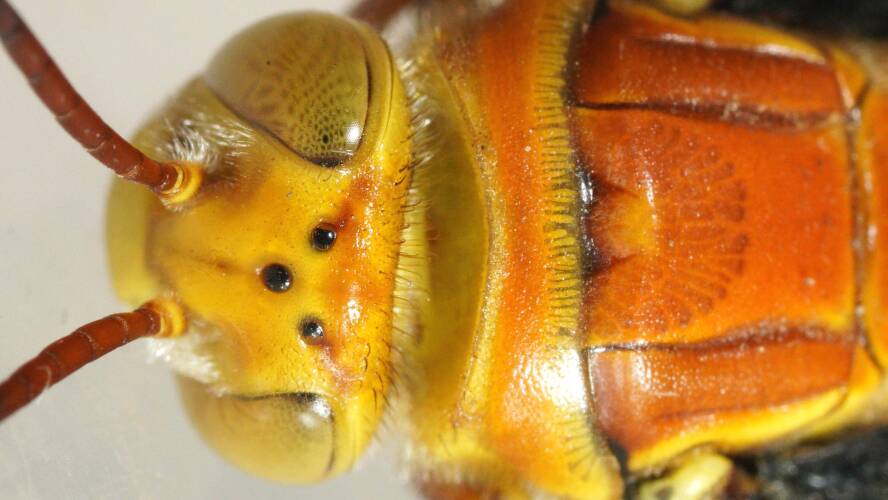 Beautiful Flower Wasp (Thynnus pulchralis)
