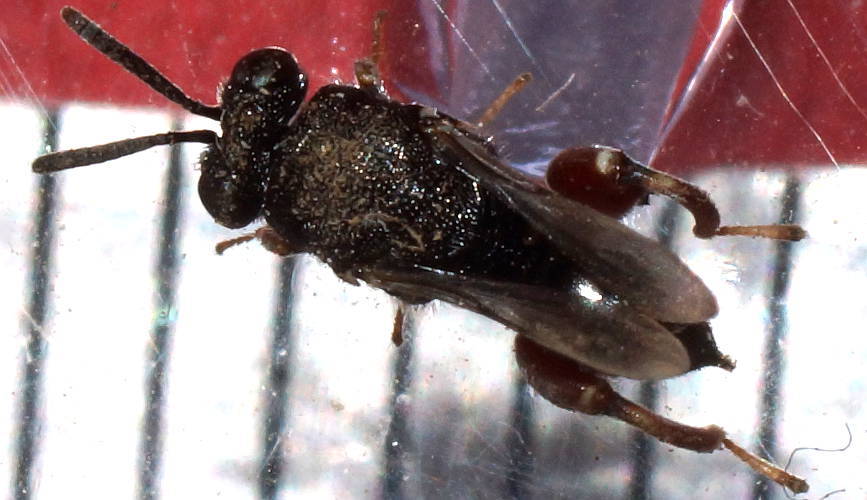 Hopping Wasp (Brachymeria podagrica)