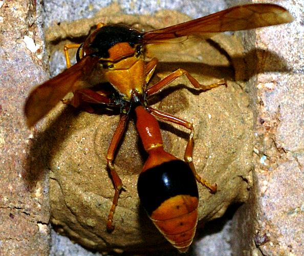Orange Potter Wasp (Delta bicinctum)