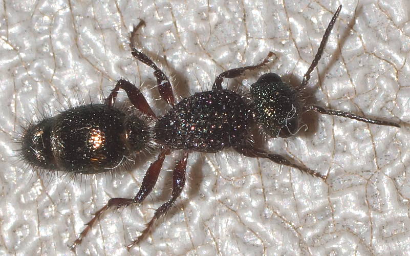 Velvet Ant (Aglaotilla sp)