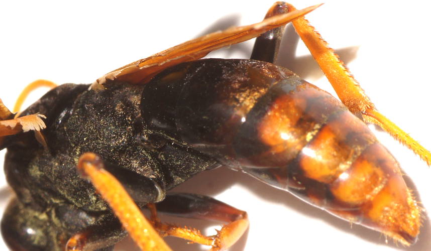 Black-headed Orange Spider Wasp (Cryptocheilus sp ES02)