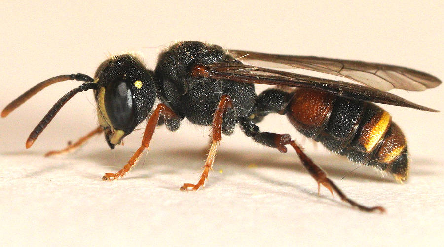 Dark-antennae Weevil Wasp (Cerceris sp ES01)
