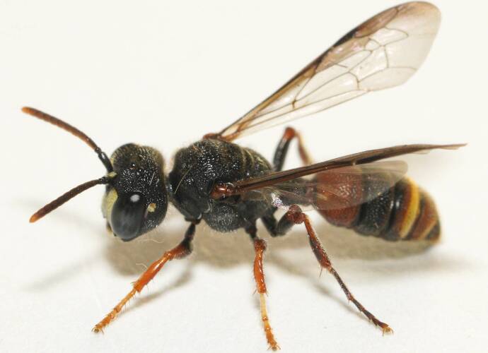 Dark-antennae Weevil Wasp (Cerceris sp ES01)