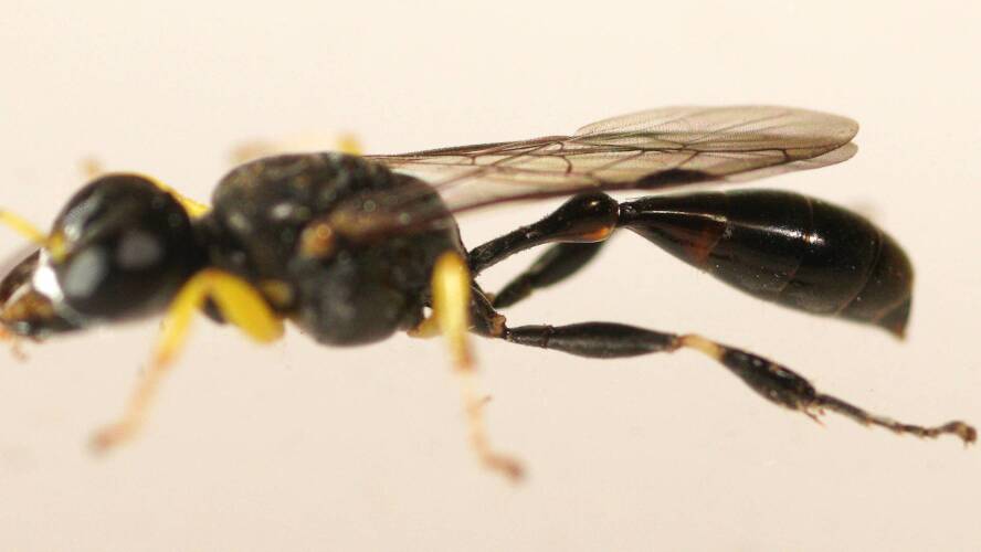 Thread-waisted Crabronid Wasp (Podagritus sp)