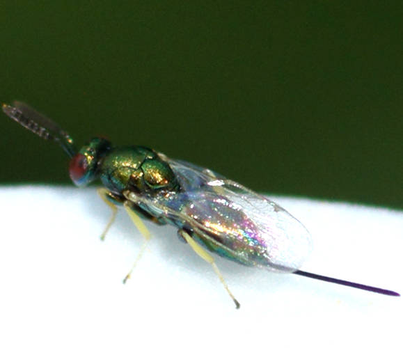Metallic Green Chalcid Wasp (Torymidae sp)