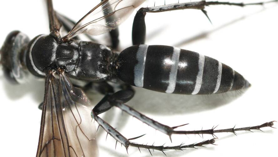 Tiny Zebra Spider Wasp (Turneromyia bassiana)
