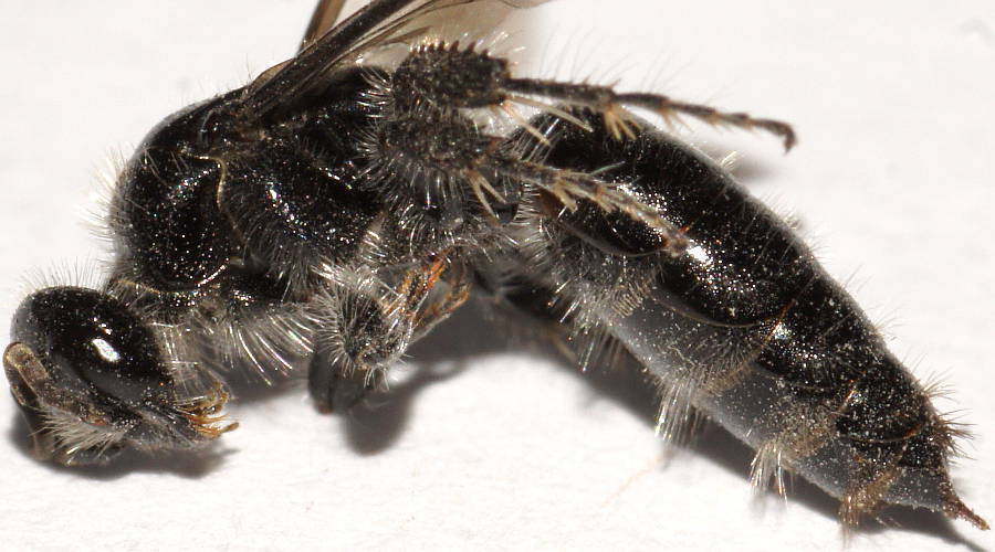 Black Flower Wasp (Anthobosca sp)