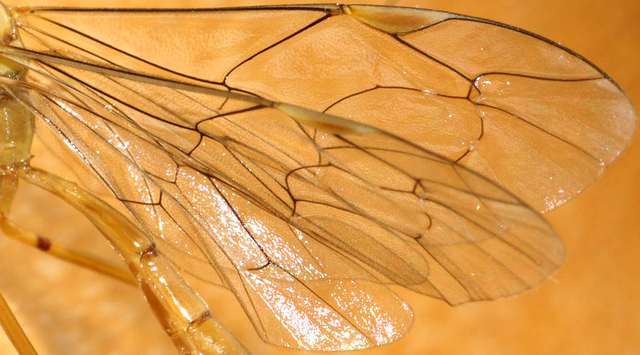 Orange Caterpillar Parasite Wasp (Netelia sp ES01)