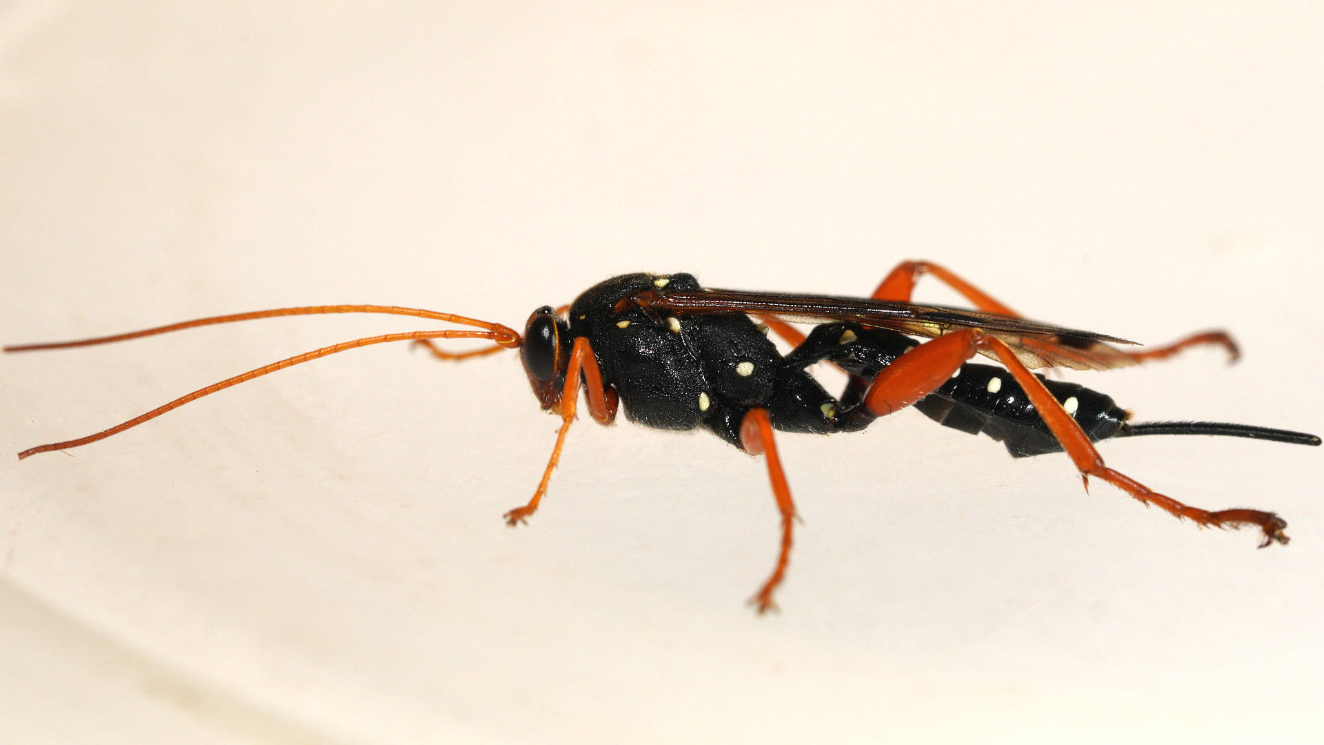 Cream-spotted Ichneumon Wasp (Echthromorpha intricatoria)
