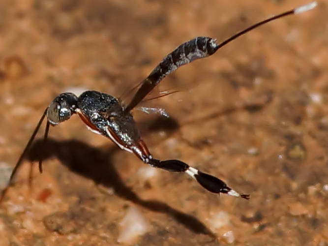 Banded-legged Gasteruptiid Wasp