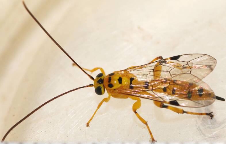 Yellow-banded Leafroller Parasitoid Wasp (Xanthopimpla rhopaloceros)