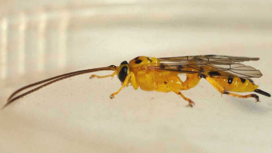 Yellow-banded Leafroller Parasitoid Wasp (Xanthopimpla rhopaloceros)