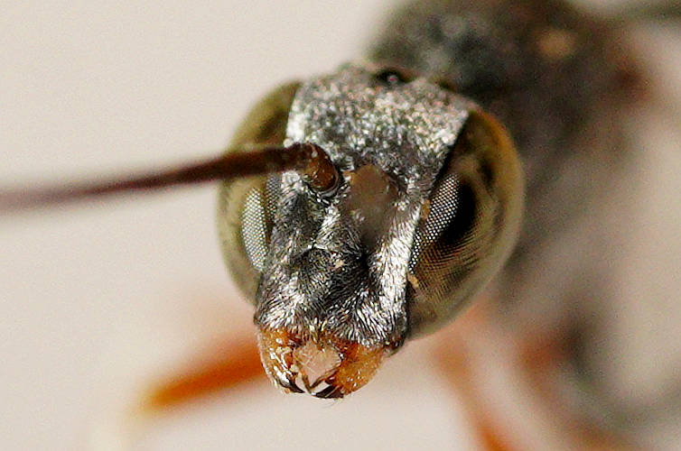 Pale-legged Gasteruptiid Wasp (Gasteruption sp ES07)