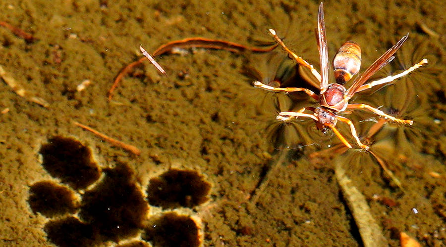 Southern Paper Wasp (Polistes humilis ssp humilis)