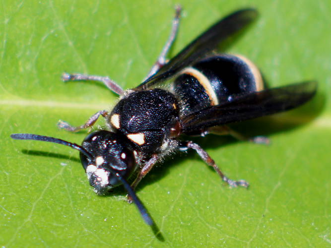 Ringed Mud-nesting Wasp (Paralastor sp ES02)