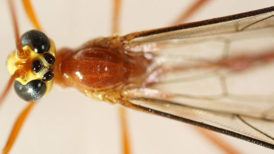 Yellow-faced Moth Parasitic Wasp (Enicospilus skeltonii)