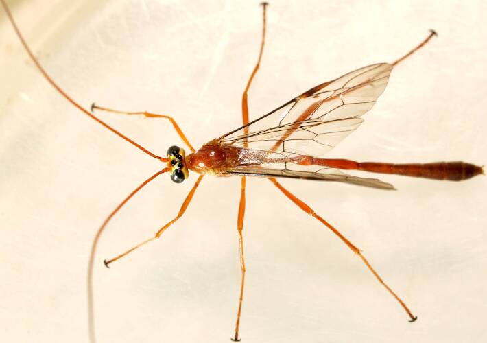 Yellow-faced Moth Parasitic Wasp (Enicospilus skeltonii)