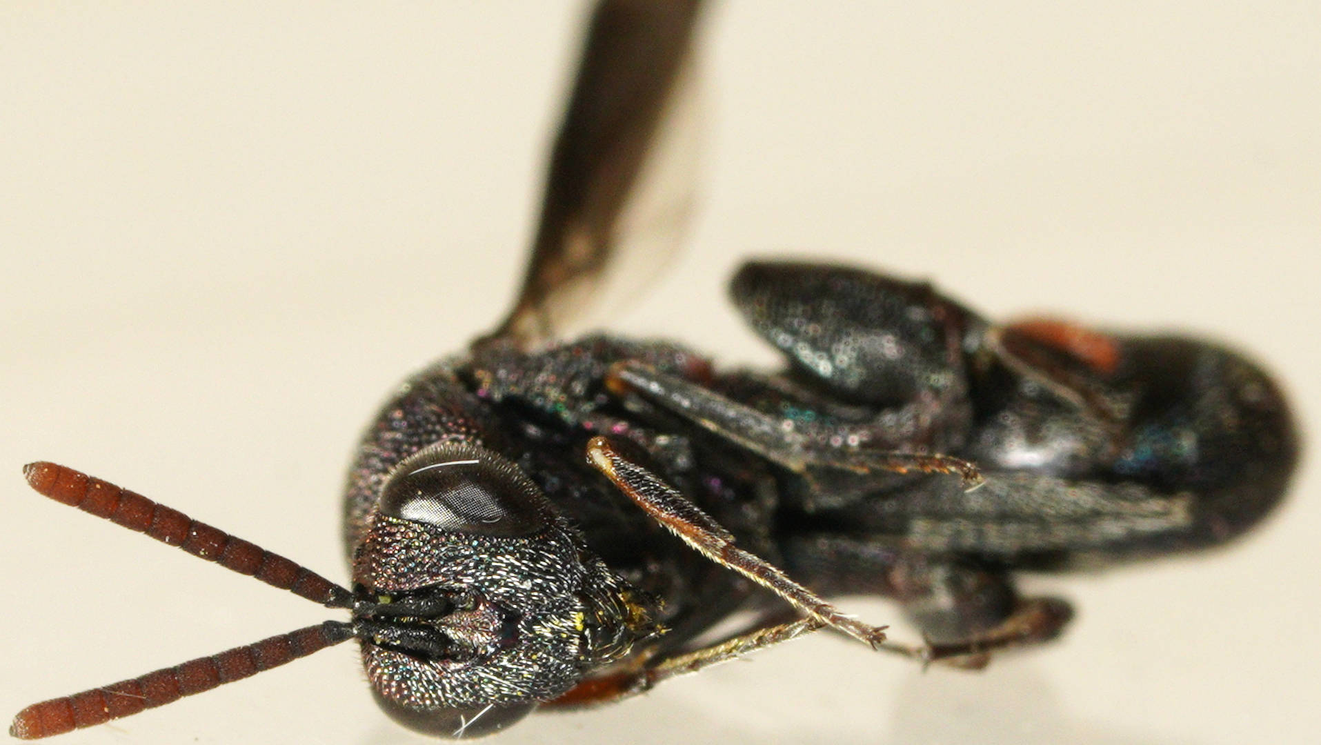 Metallic-blue Chalcid Wasp (Leucospis sp)