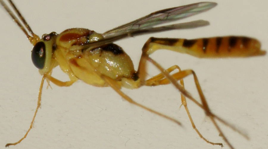 Banded-abdomen Ichneumon Wasp (Ichneumonidae sp ES01)