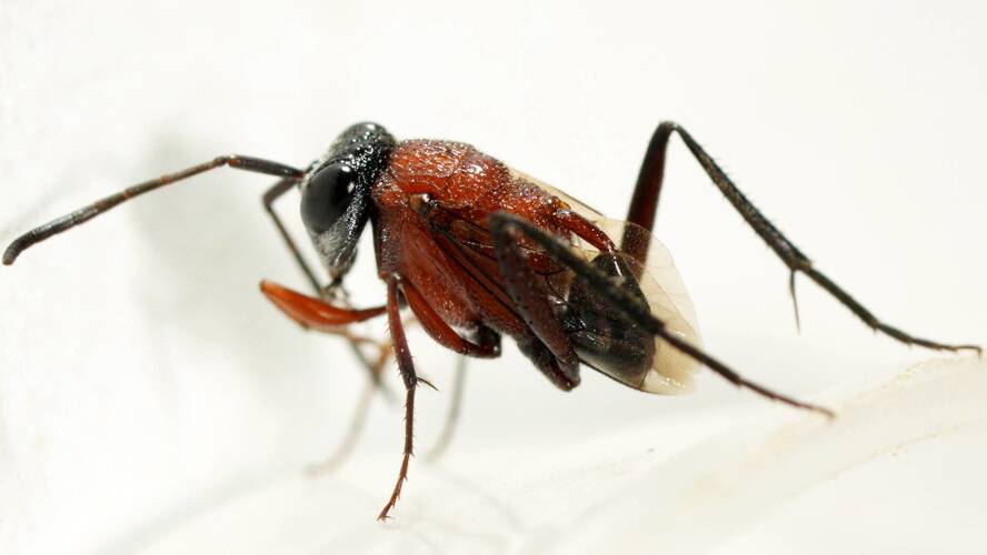 Red-bodied Hatchet Wasp (Szepligetiella sp ES04)