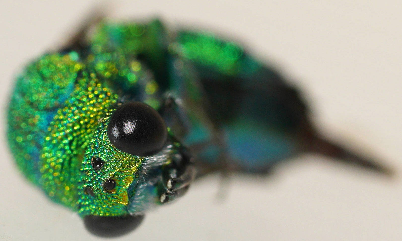 Seven-toothed Cuckoo Wasp (Chrysis festina)