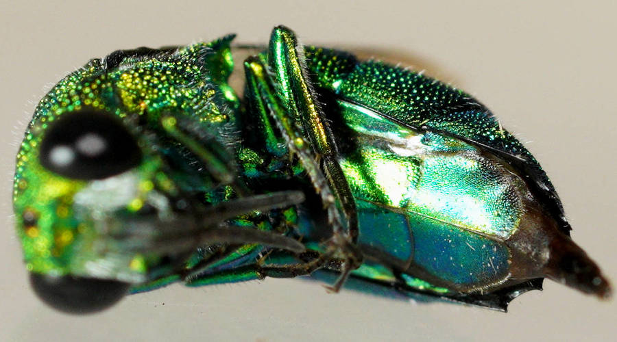 Seven-toothed Cuckoo Wasp (Chrysis festina)