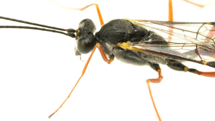 Yellow-bellied Ichneumon Wasp (Temelucha sp)