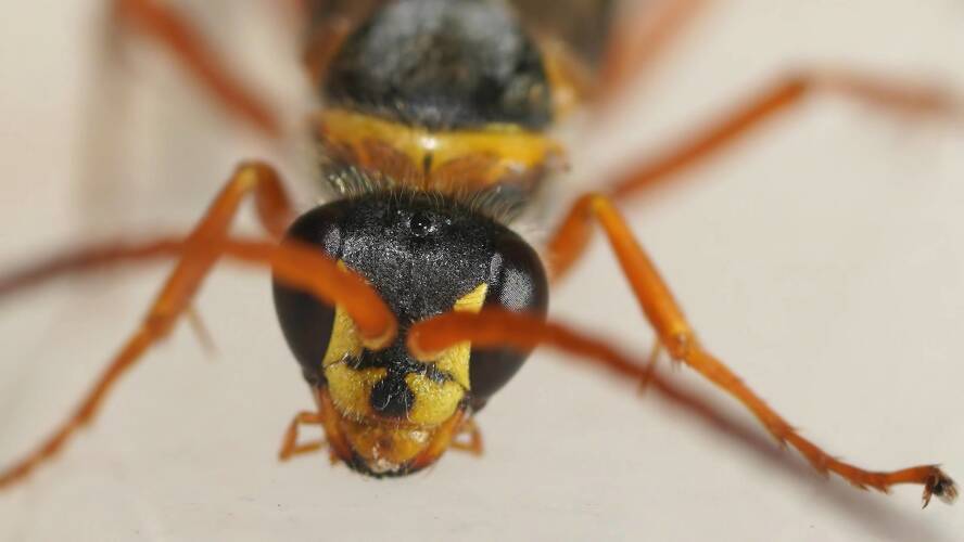 White-spotted Spider Wasp (Batozonellus sp ES01)