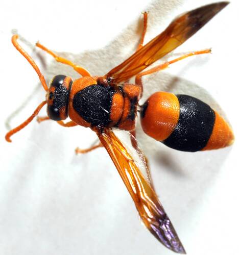 Masked Mud-nesting Wasp (Anterhynchium (Epiodynerus) nigrocinctum ssp nigrocinctum)