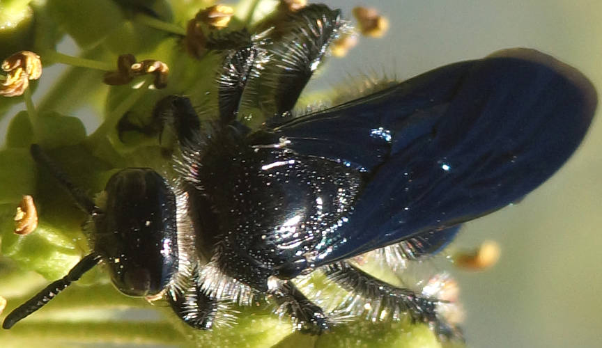 Blue Hairy Flower Wasp (Austroscolia soror)